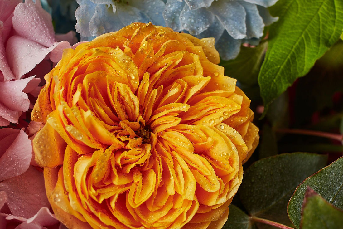 Evocative Summer Flowers